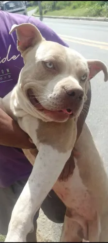 American bully