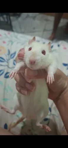 RATO Twister