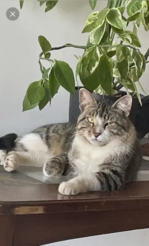 Gatinho pra adoção 