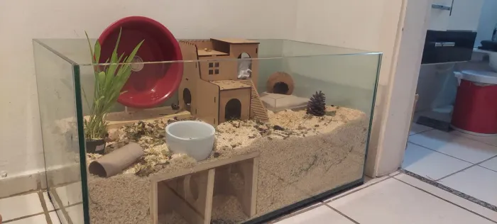 Doação de hamster anão
