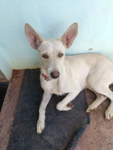 Cachorro perdido no bairro leblon