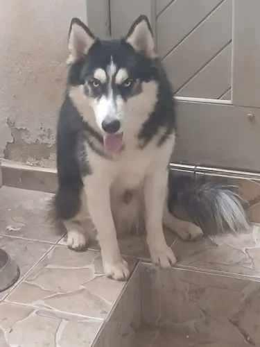 Husky siberiano macho