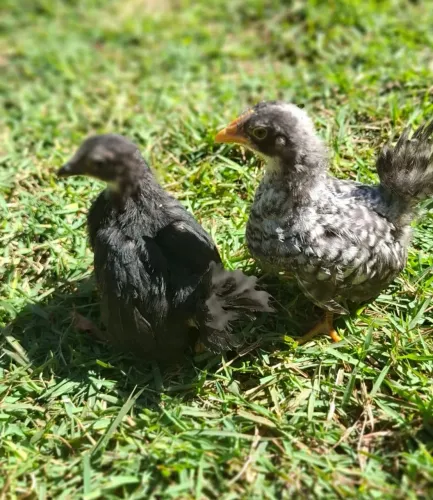 Casal Filhotes Mini Galinze Nagazaki