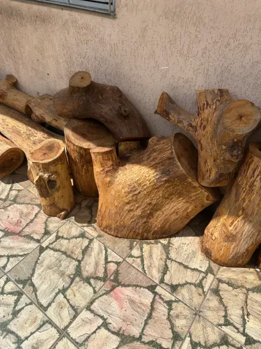 Vendo vários troncos de árvore