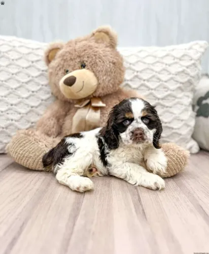 ?Filhotes de Cocker Spaniel Inglês à venda - aproveite?