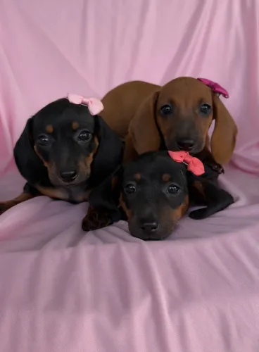 Filhotes de Dachshund ( salsicha )