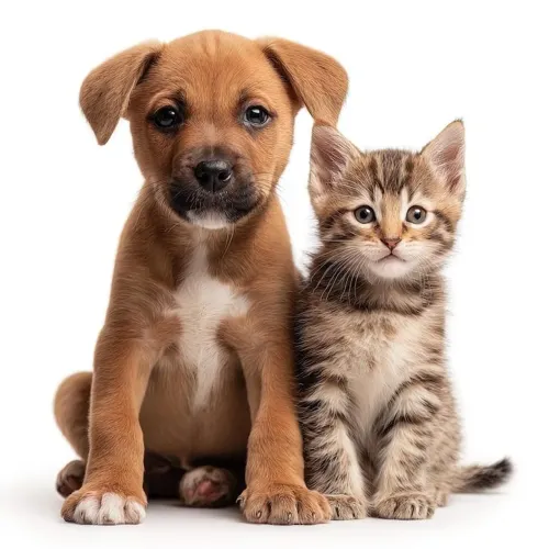 TAXI CAT & DOG!