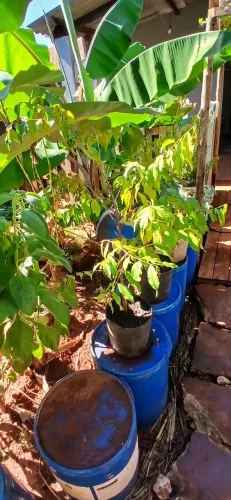 Mudas enxertadas pitomba, lichia, canela, ameixa, pitanga, romã