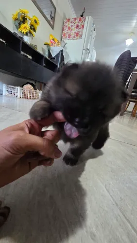 Gilhote Chow-chow