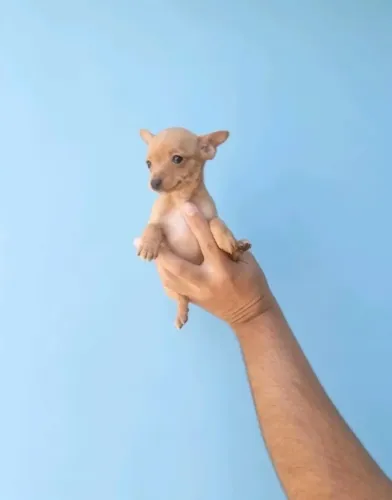 Pinscher miniatura