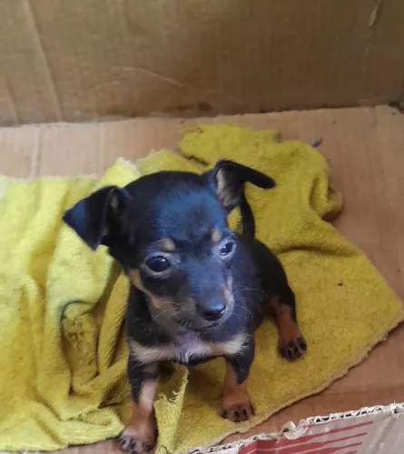 Cachorro pinscher número 1