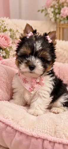Super carinhosa filhotes de yorkshire biewer terrier micro fêmea 