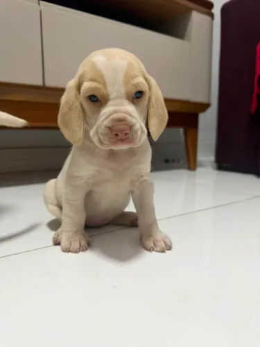 Filhote de beagle
