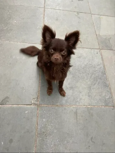 Chihuahua macho adulto