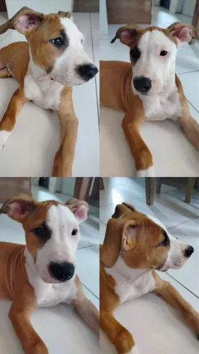Pitbull macho