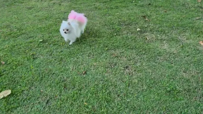 SPITZ ALEMÃO ANÃO fêmea adulta lulu da pomerania