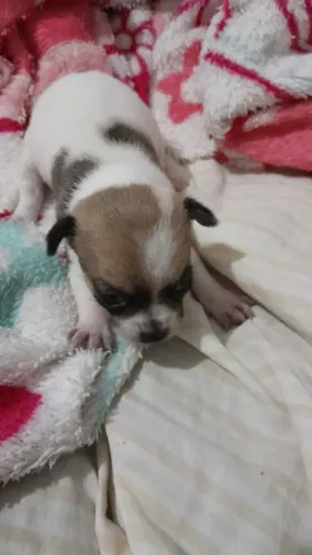Chihuahua femea pelo curto mini