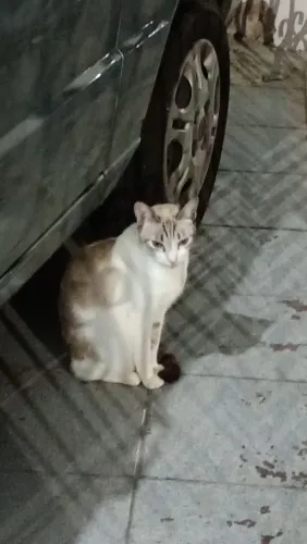 GATINHA ENCONTRADA EM  ( ITAPUÃ)