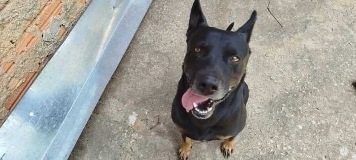Doa se este cachorro!