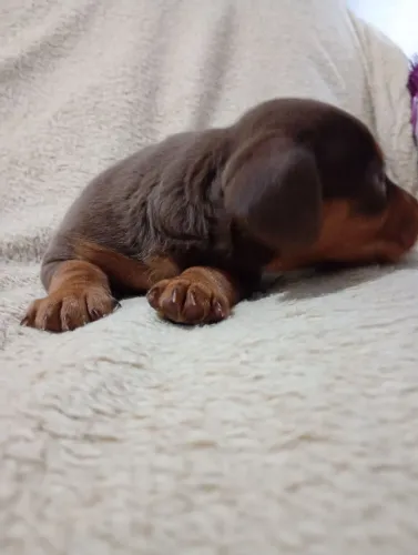 Filhote Dacshund chocolate macho/ Reserva aberta