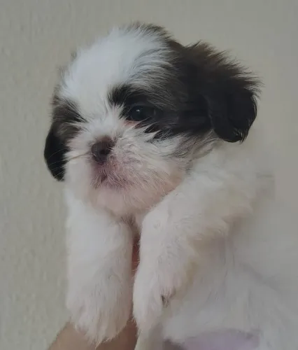 Shih Tzu fêmea linhagem fígado(olhos claros e focinho marrom)