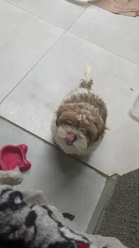 Cachorro shitzu