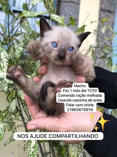 Doação Gatos fêmea e Macho