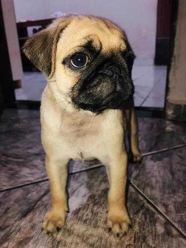 Super ofertas Pug
