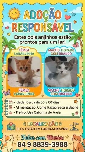 Doação de gatinhos