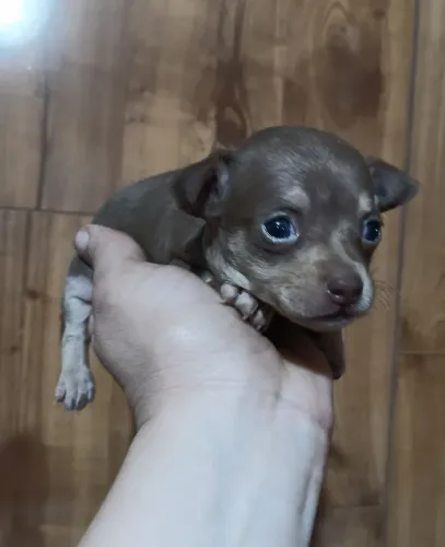 Pinscher fêmea