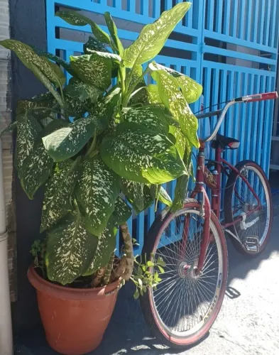 Bicicleta maria mole Bmx dobrável Aro 26 