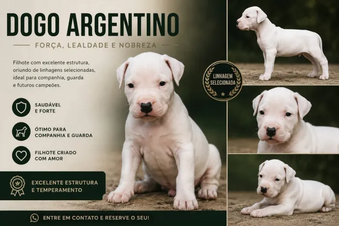 Vendo este Dogo Argentino Macho