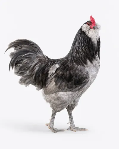 Ameraucana Galinha