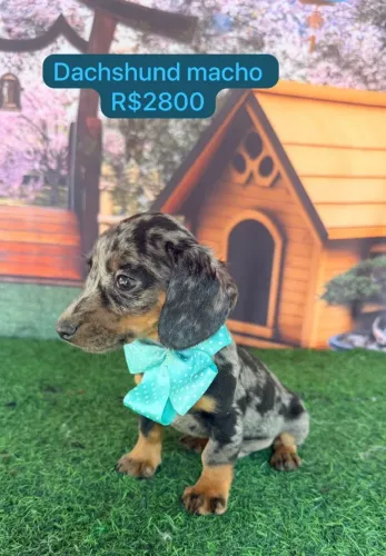 Dachshund macho
