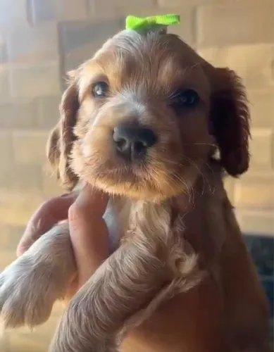 COCKER SPANIEL INGLÊS - PADRÃO NOBRE DA RAÇA