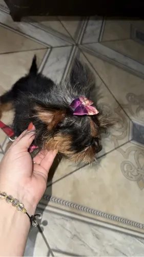 Cachorro 