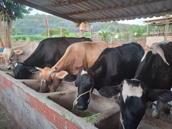 Gado de leite