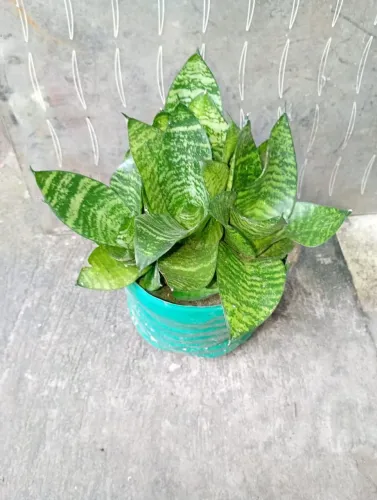 Planta ornamental 
