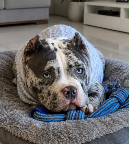 American bully ACP/veterinário