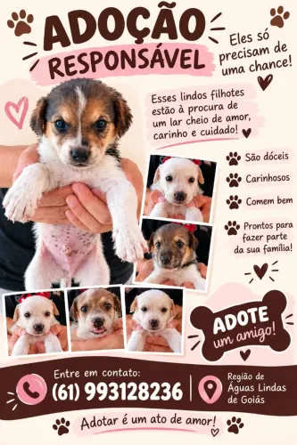 Filhotes para adoção responsável - Águas Lindas de Goiás 
