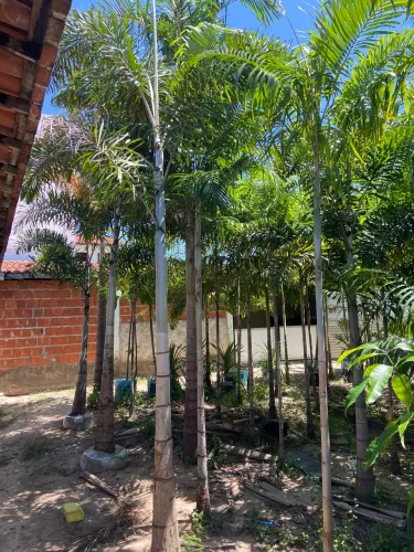 Palmeira rabo de raposa