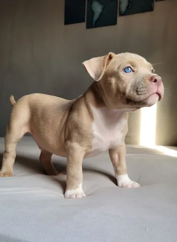 Filhotes American Bully com Pedigree