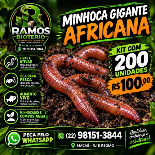 200 minhocas africanas gigantes