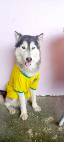Venda de husky siberiano