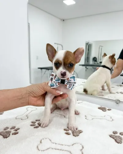 Pinscher Puro e Fofo