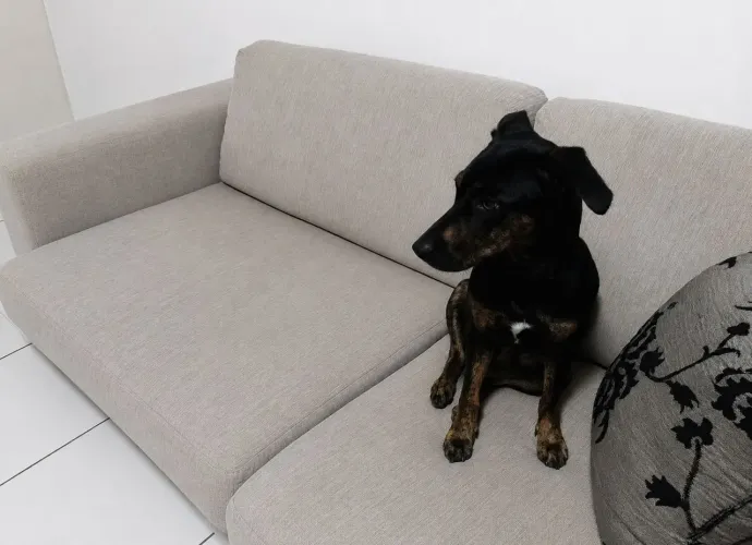 Pet para adoção