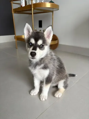 LINDA FILHOTE DE HUSKY SIBERIANO - FÊMEA