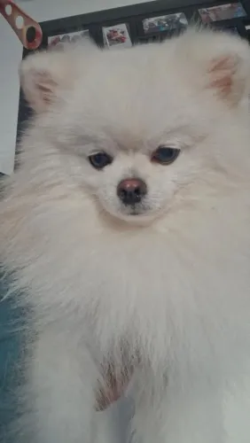 Disponível para cruzar lulu da pomerania macho