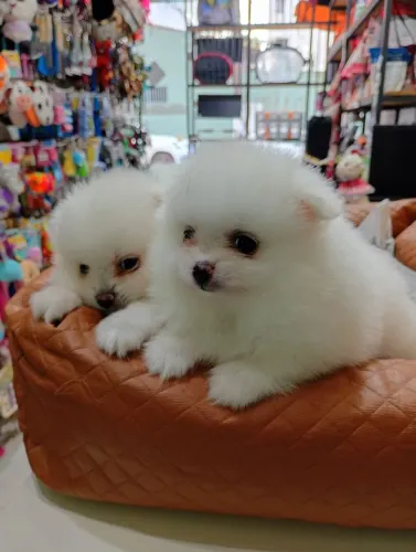 Spitz alemão lulu da Pomerânia