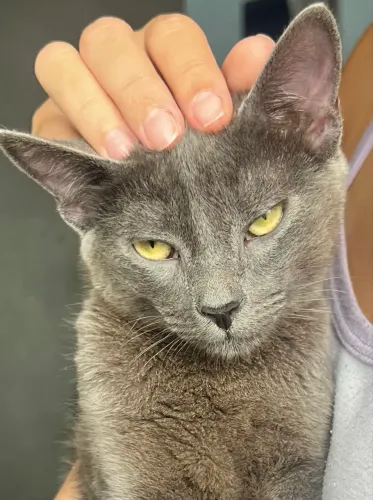 Gato macho cinza 